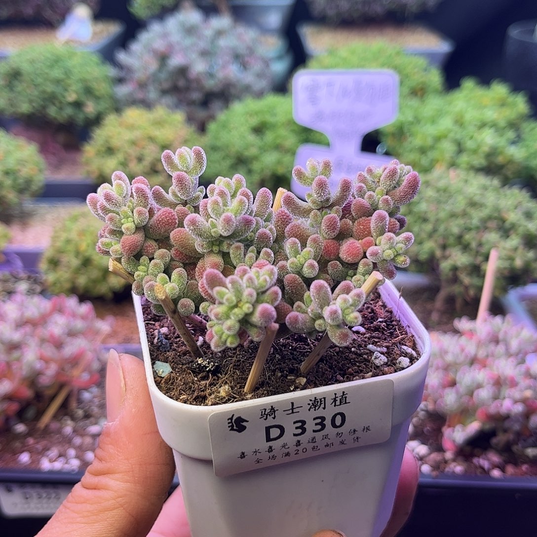 330优选冰晶枝干番杏