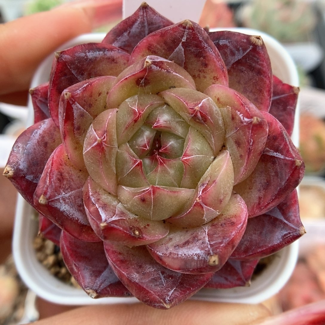 暗纹熊猫珍妮可拍4991号