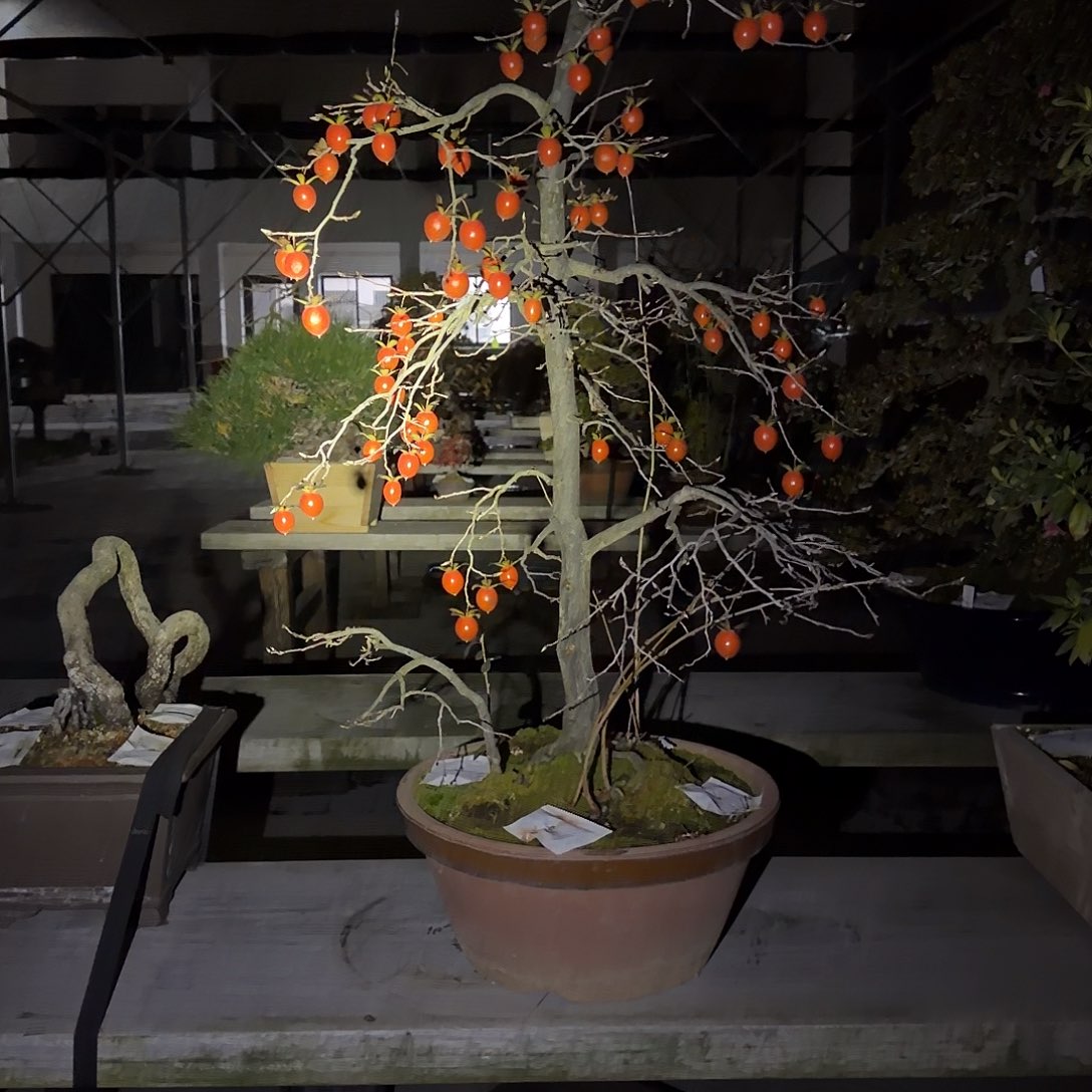 开***好无花朵盆景顺风到付紫园