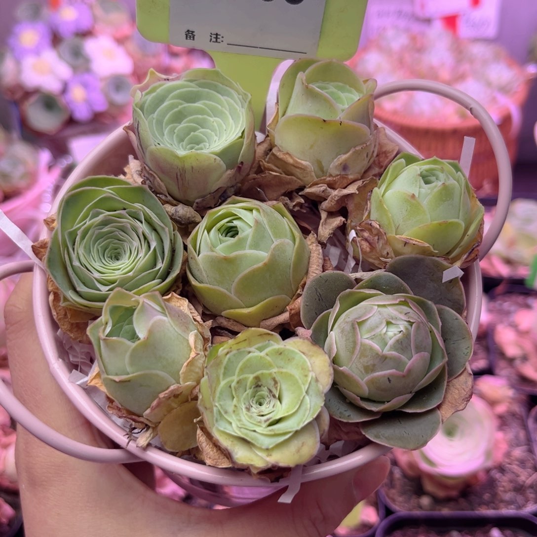 粉铁桶花篮8颗 带篮A266