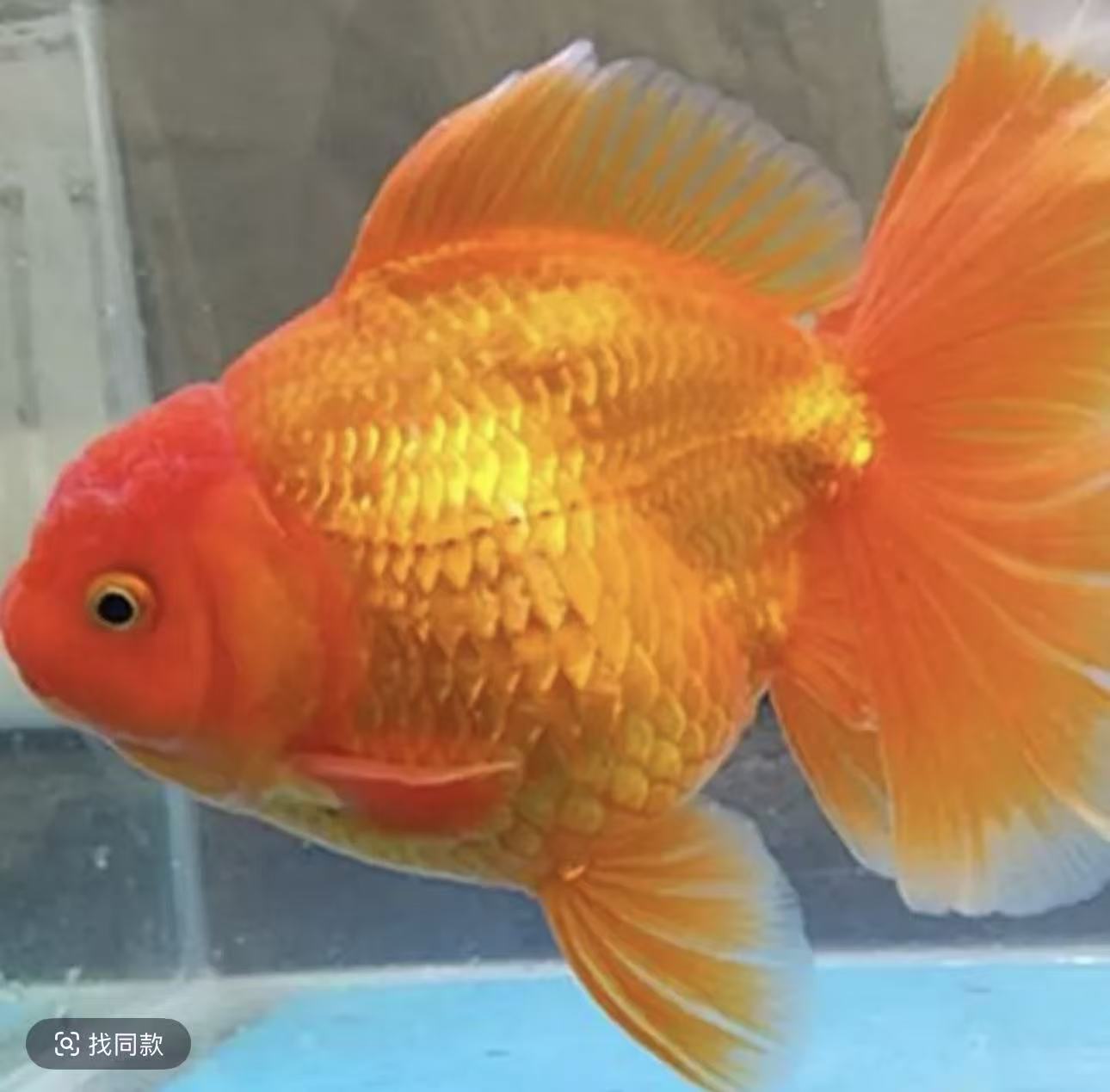 鱼屋精选水族观赏鱼亚甲基蓝。水质稳定剂。高锰酸钾。硝化细菌