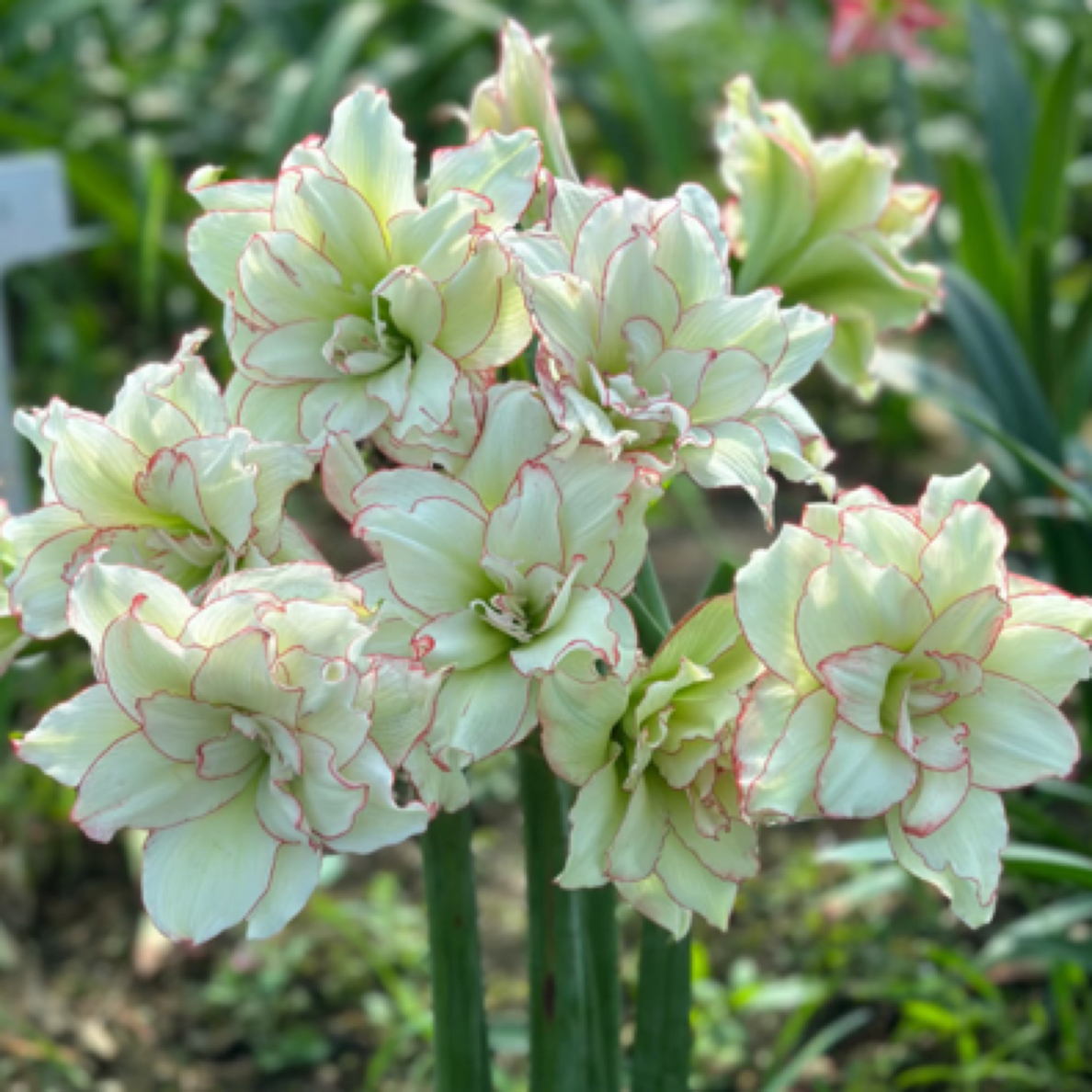 【皮皮】朱顶红包对版重瓣带眼线自然球送肥料