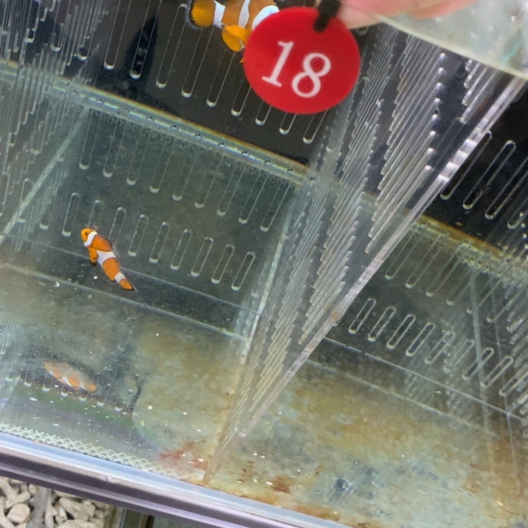 海水鱼公子成对活动18号码