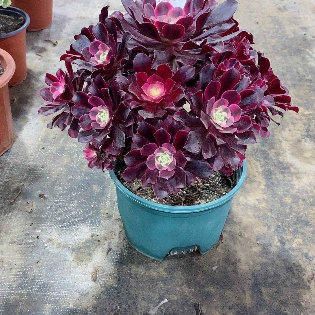 美杜莎951多肉法师