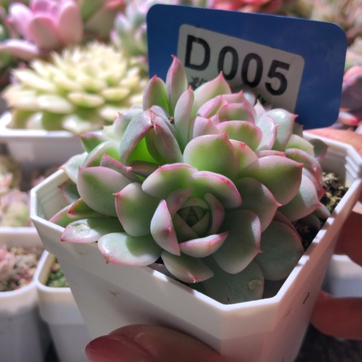 福利粉水晶亲生四头覆轮锦有根