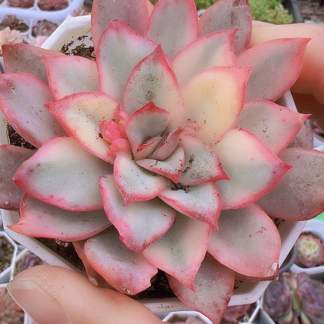 月光女神锦19包邮