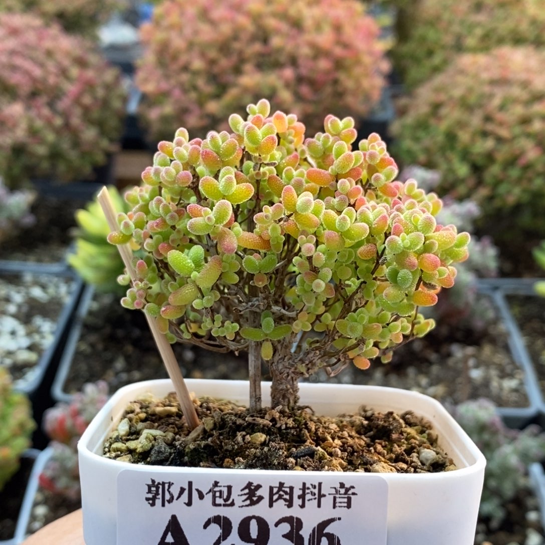 蜜橘糖球2936枝干番杏
