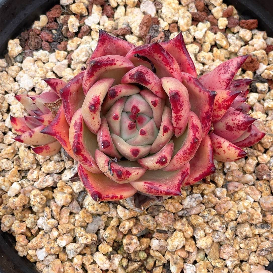 多肉植物一物一拍