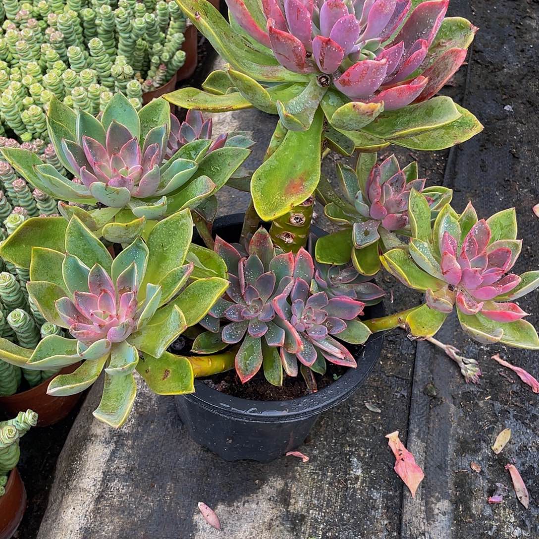 小***爱琼斯多肉植物大群