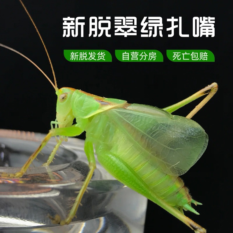 新脱扎嘴（吉尔姐儿）鸣虫活体扎嘴