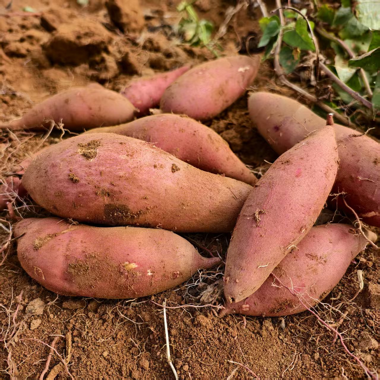 湛江沙地蜜薯红薯番薯地瓜农家红薯现挖现发 1南宁中转