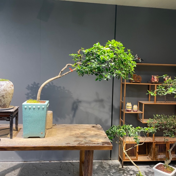 良田｜老桩意境海岛栀子花飘枝茶空间游龙飘