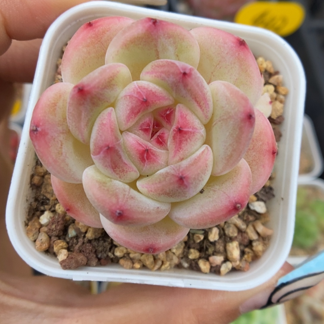 蜜糖甜心605号。   