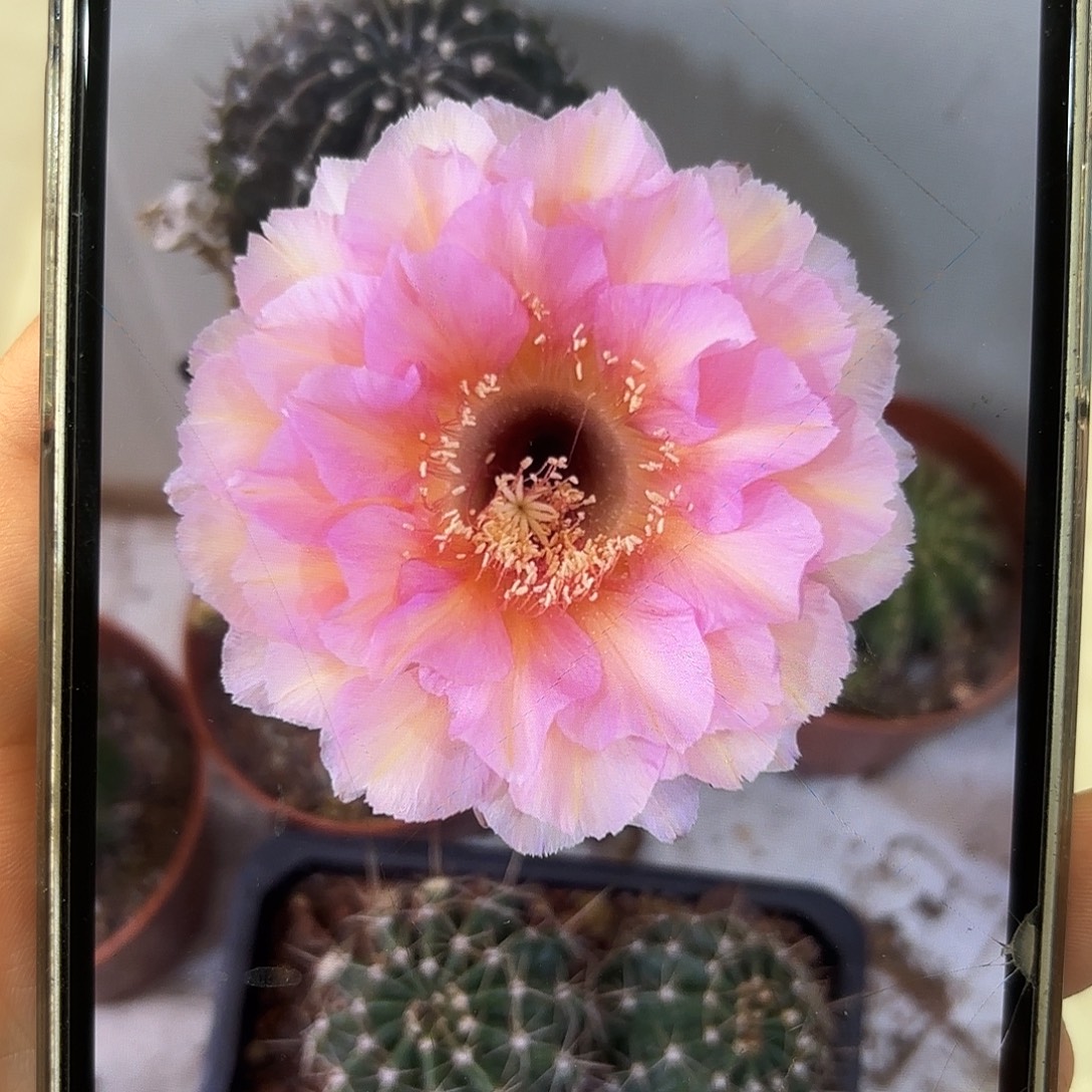 彩草青青1-53号侧牙3.5-4公分