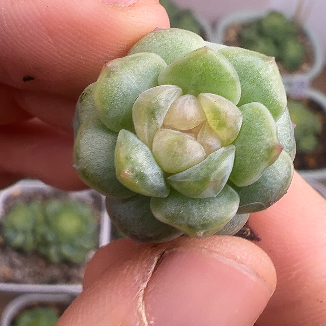 新品桃心  原价28。    