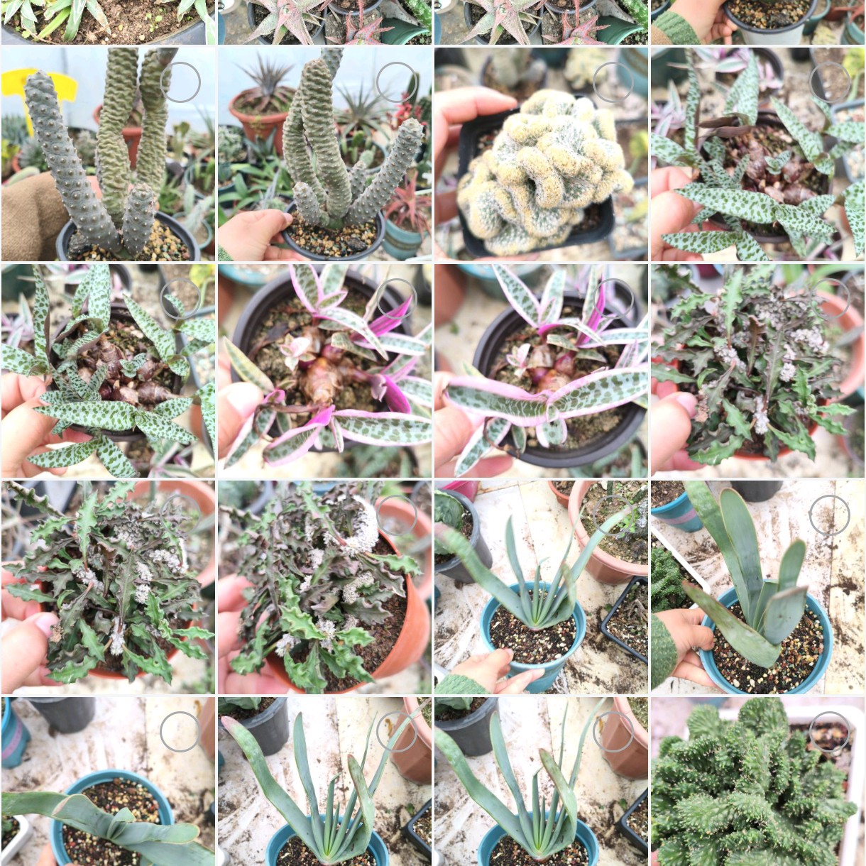 多肉大棚自养花卉，支持自选，品种多，颗型大，随缘出花，