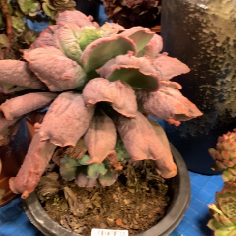 ?**?男爵20599多肉