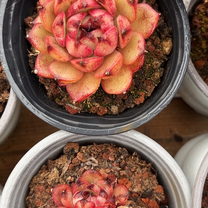 团067       山果珍妮