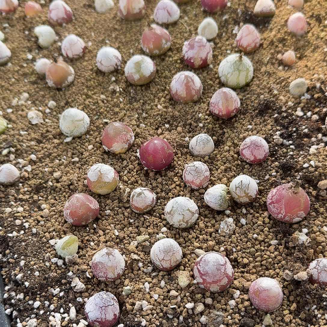 3颗2厘米左右灯泡调好的发