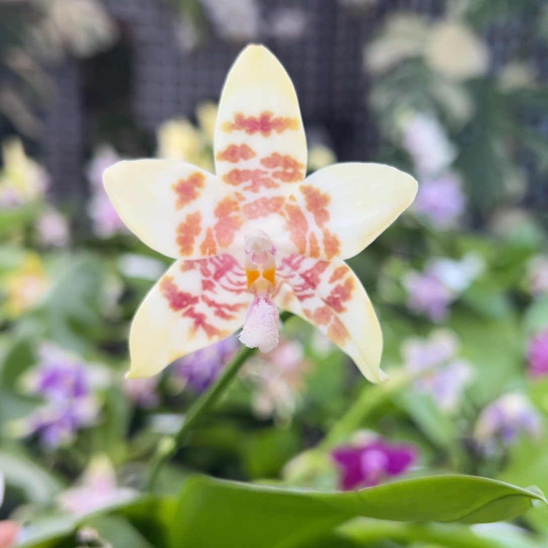 完全开放9号，4寸方盆，168米