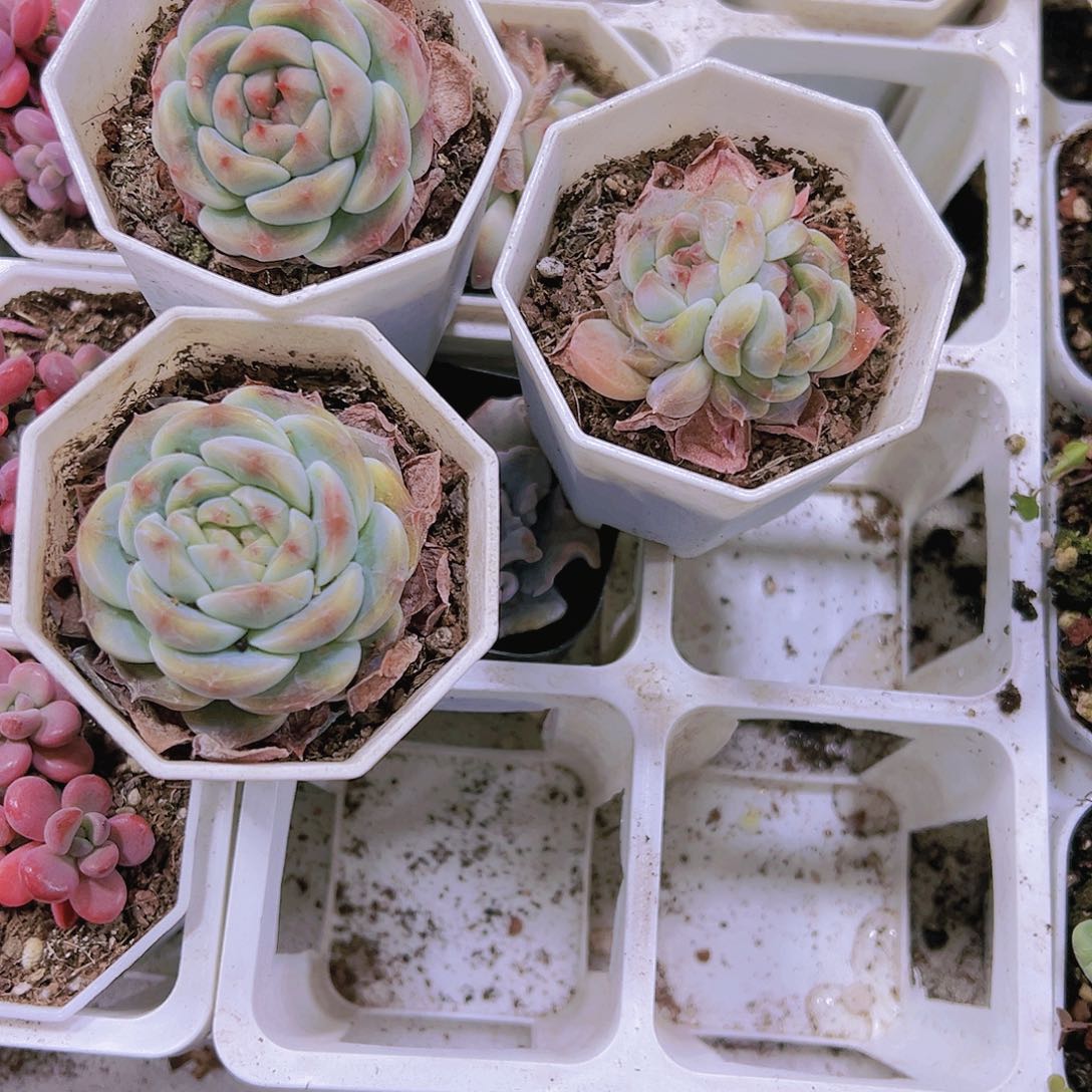 8角盆红钻冰魄19包邮