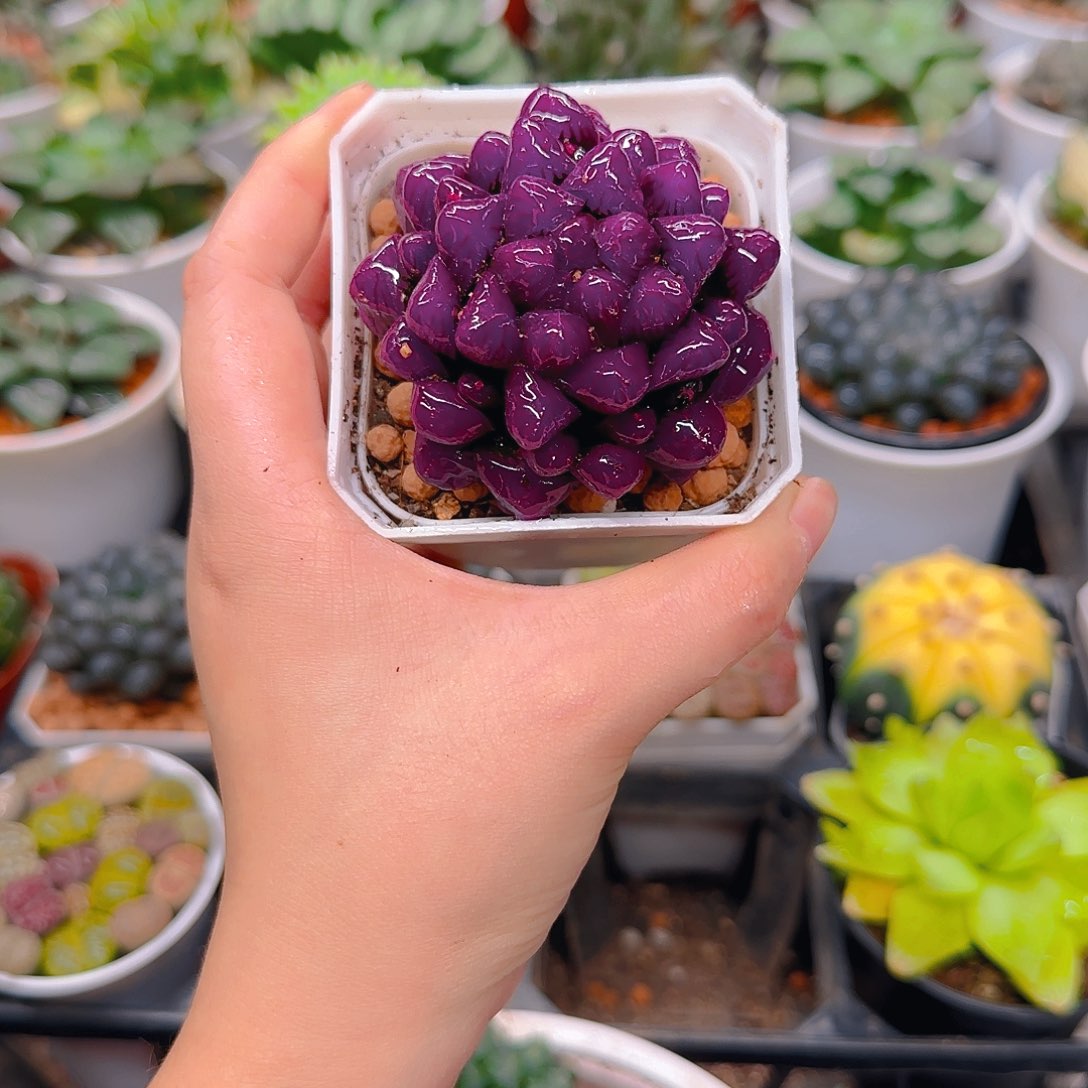 紫宝石冰灯玉露，原盆