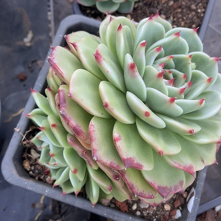 蓝龙10243多肉植物