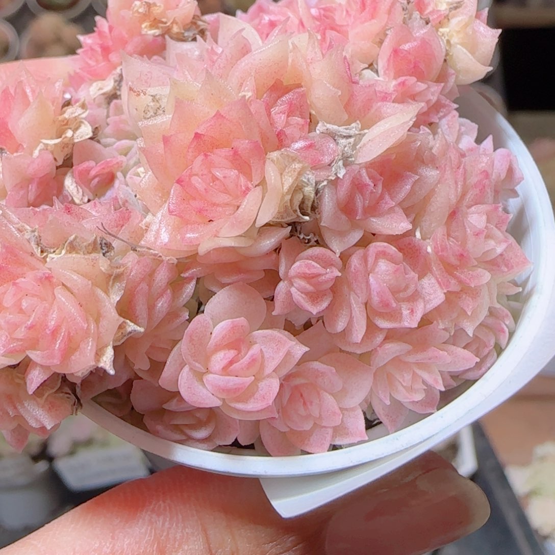 花语多肉1214-335散