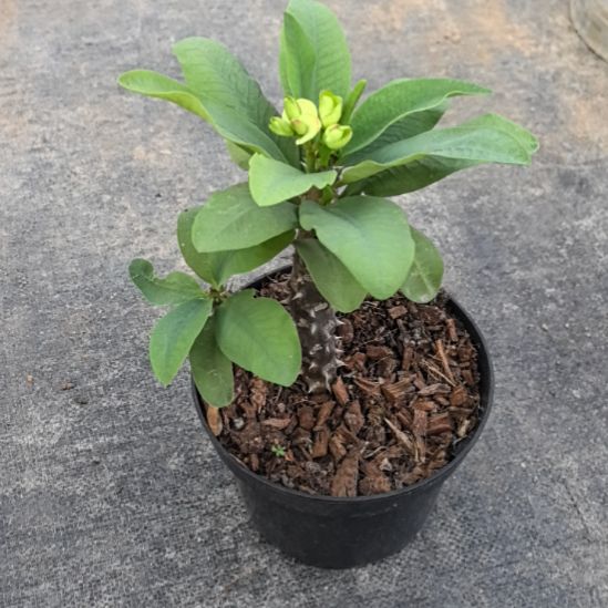 完全开放绿宝石直播间一物一拍