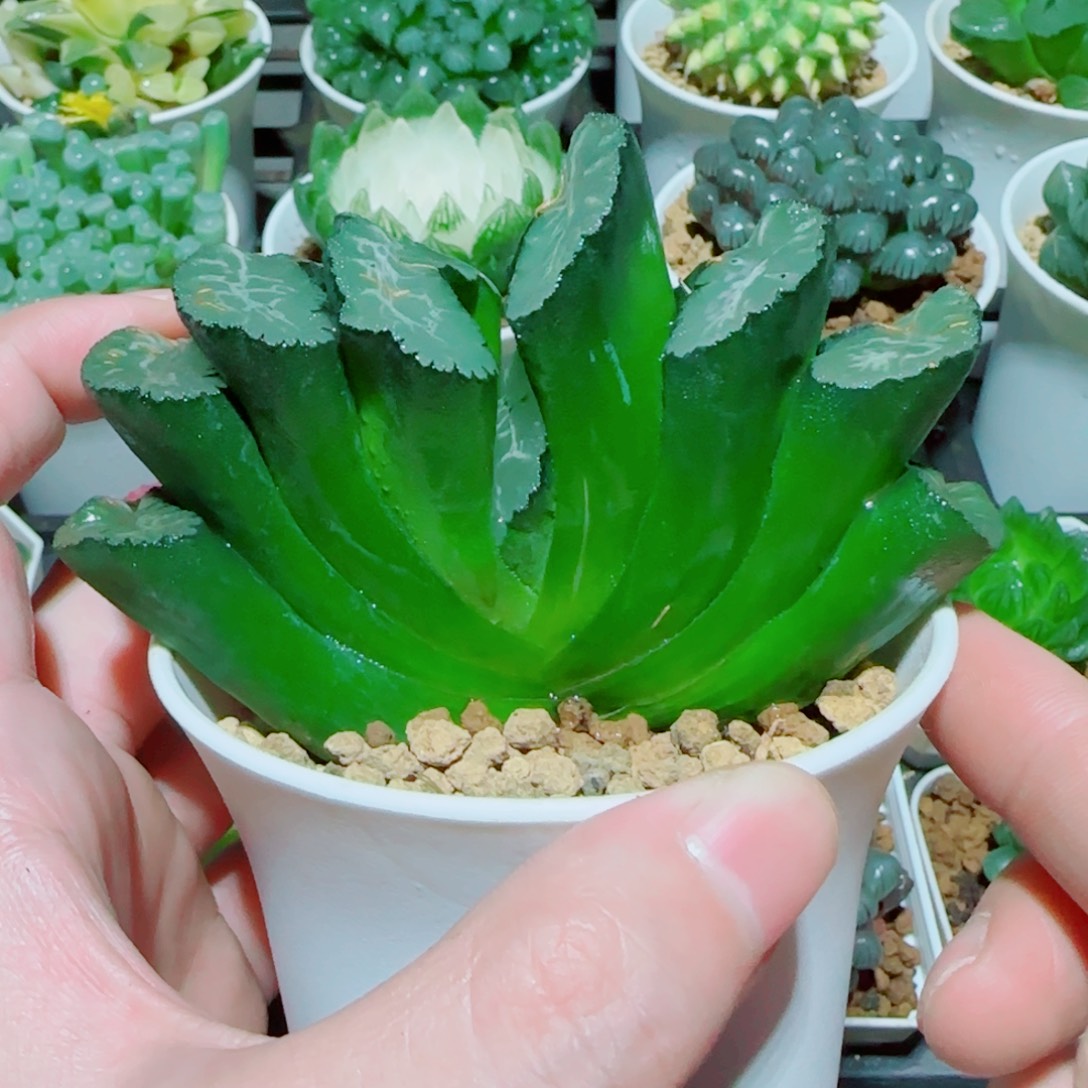 写乐玉扇多肉植物