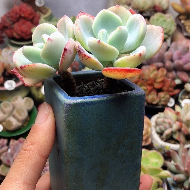 白月光    带盆      