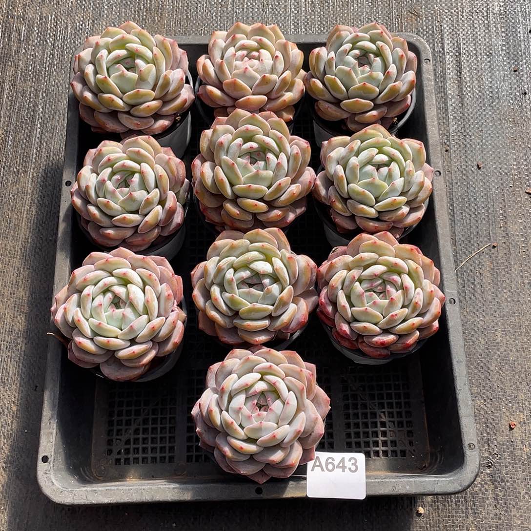 643多肉植物多肉植物