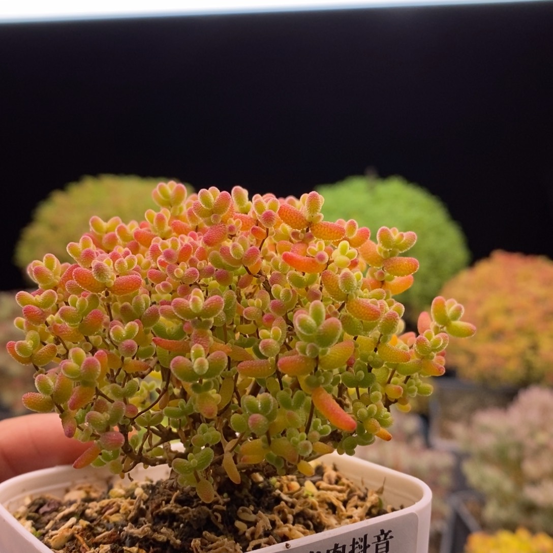 今***.181蜜橘糖球。       