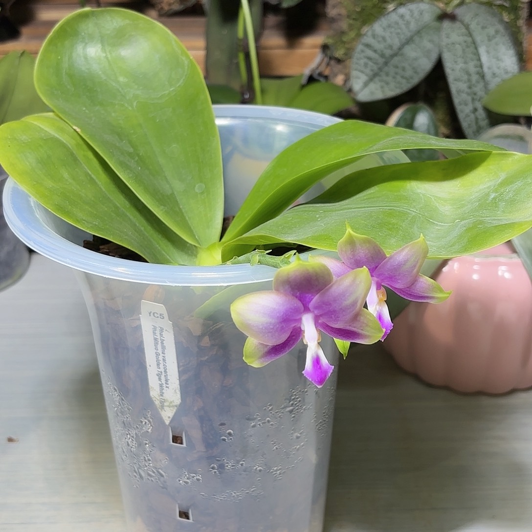 晓***啊大部分开放少量花苞蓝贝交白虎