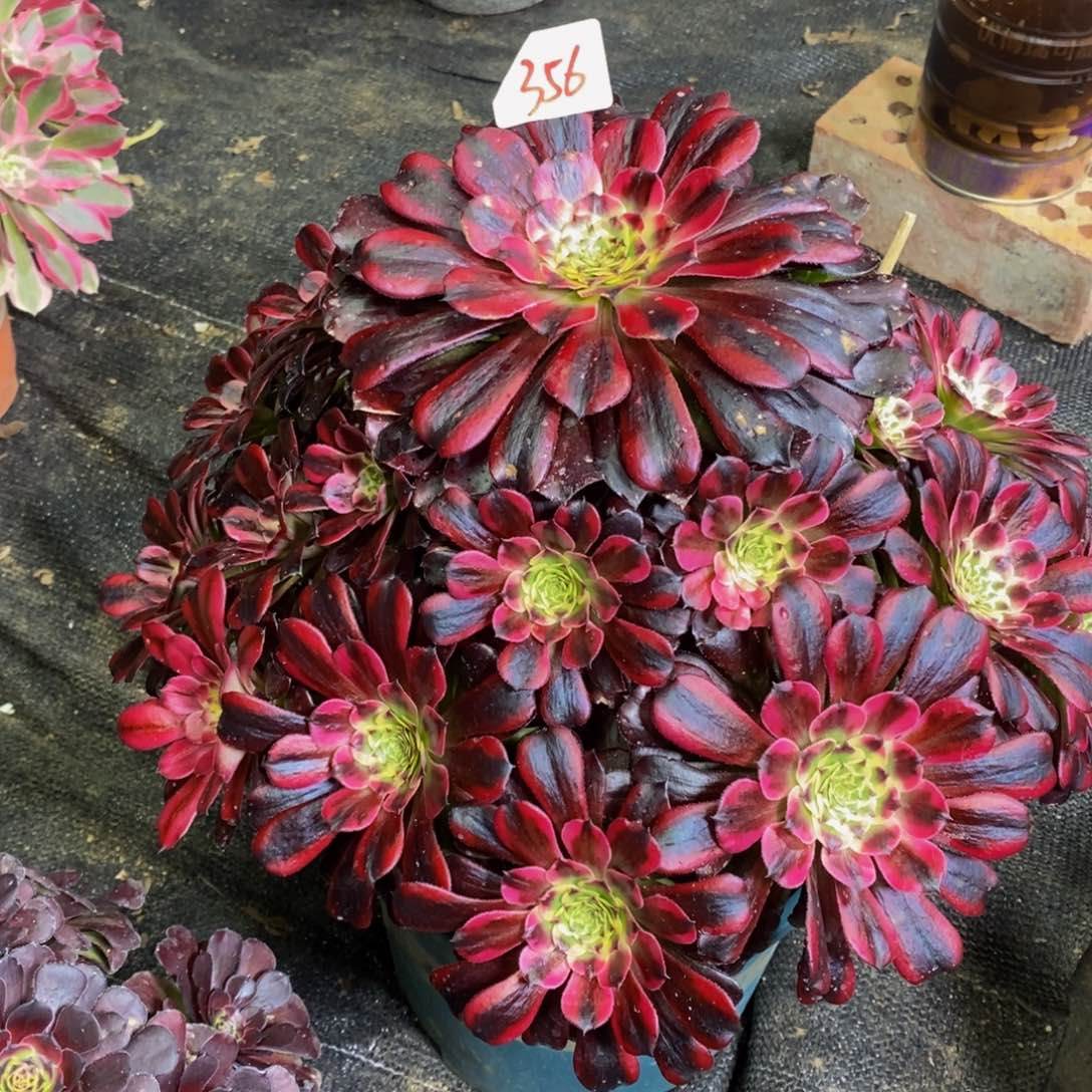 万****7356号黑美姬法师多肉