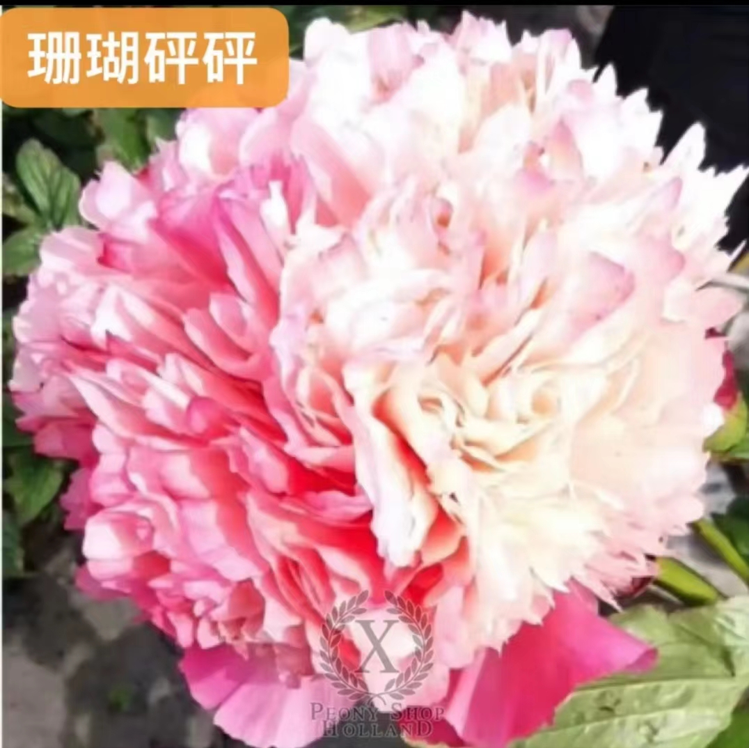 【珊瑚砰砰 】高端芍药花苗 2到3芽