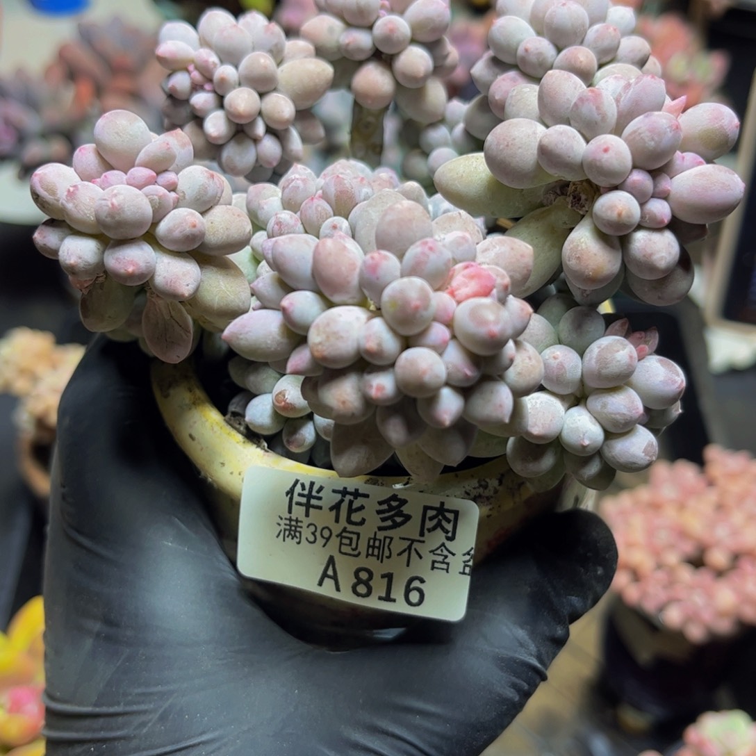 816手指奶11厘米多肉