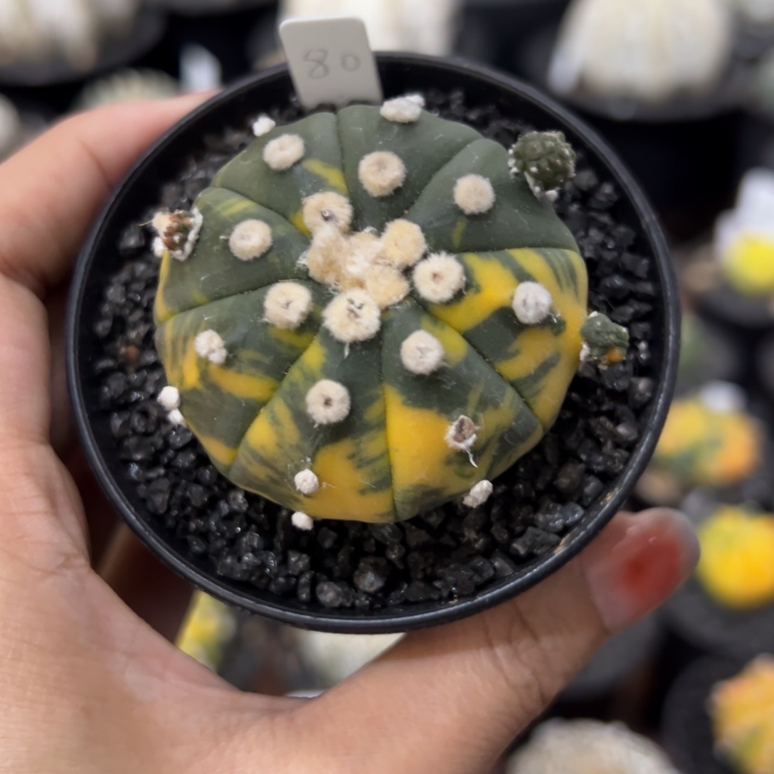 三七 实生兜锦 带仔一物一拍