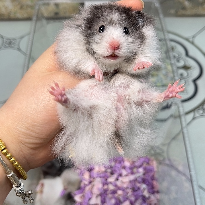 直毛黑波利弟弟福利小鼠