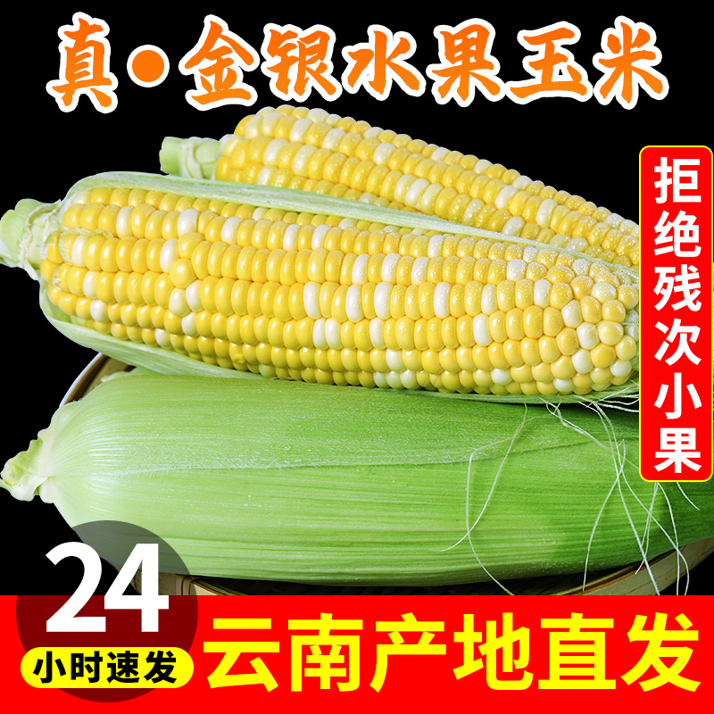 云南金银水果玉米新鲜生吃甜玉米棒子苞谷米现摘蔬菜金银玉米