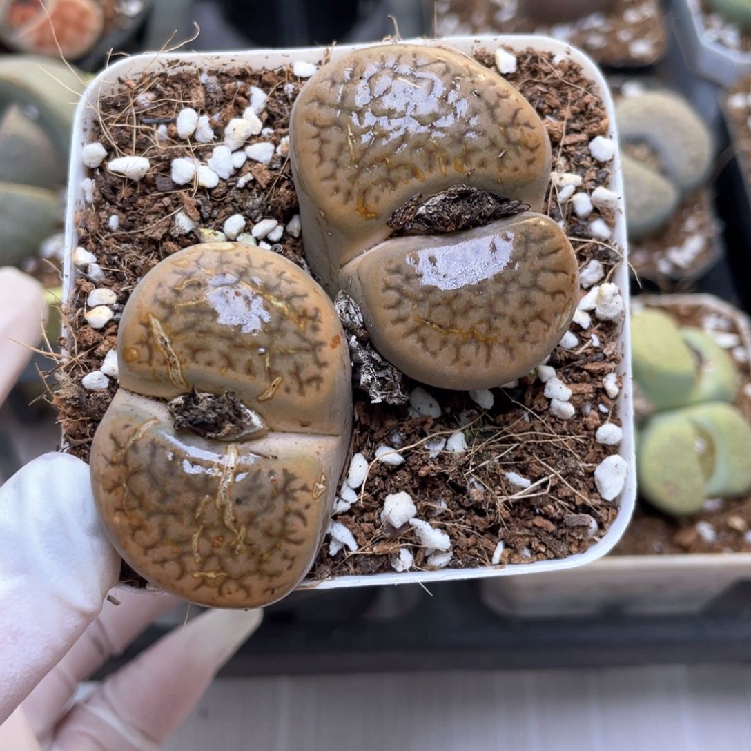 11号 大尺寸母本 带盆土发货