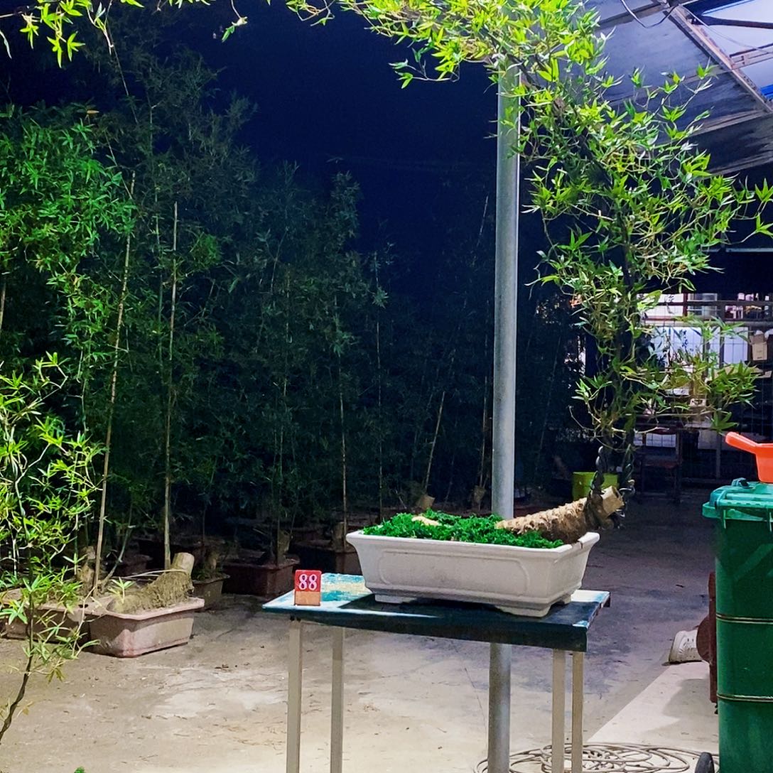 大****小叶簕竹一物一拍