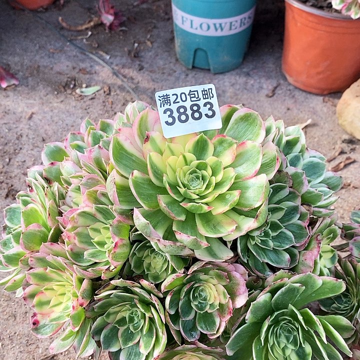 3883 一颗海王法师