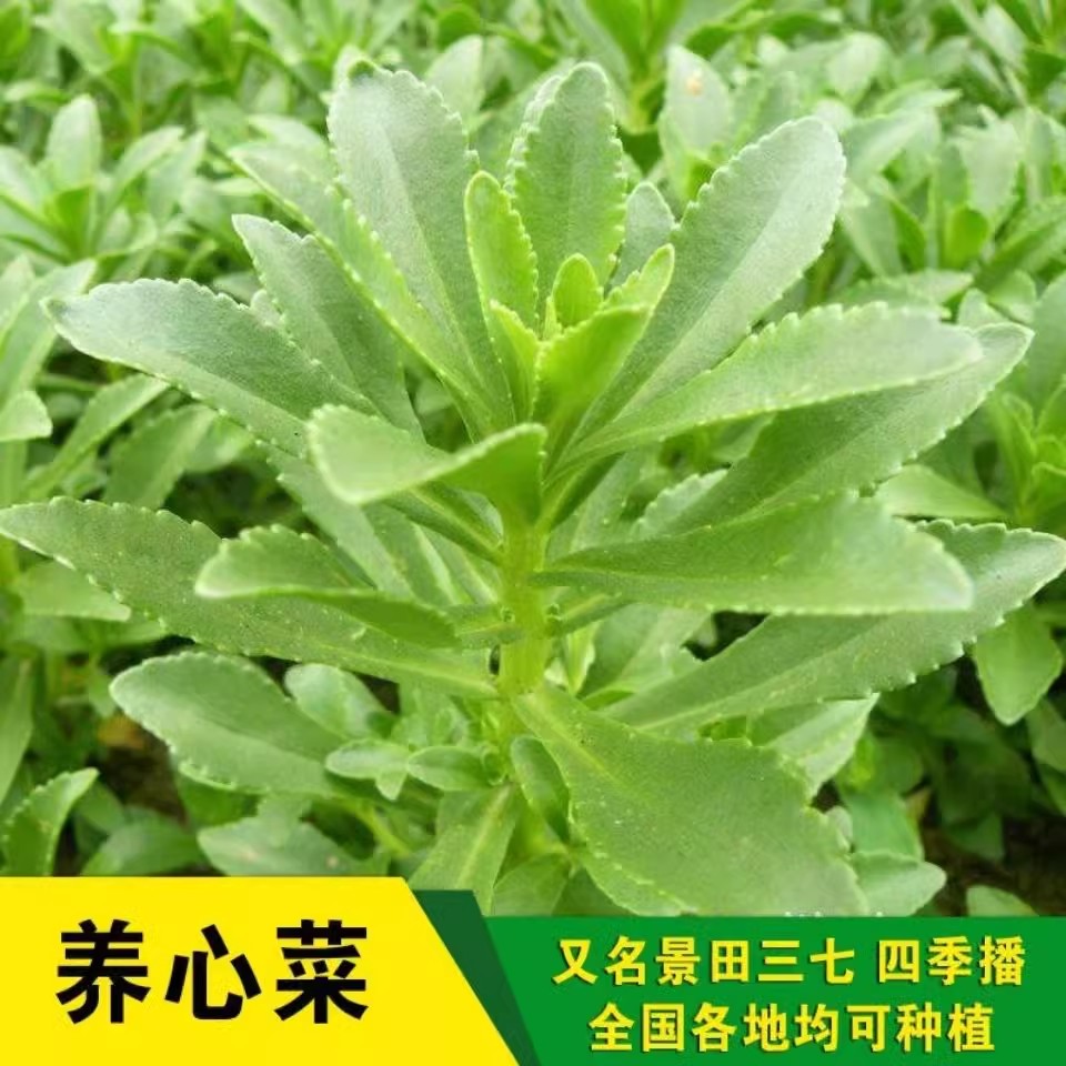 养心菜根苗种籽高钙抗热救心菜苗费菜子孑四季蔬菜种子苗秧盆栽草