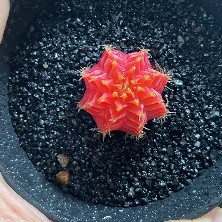 精品米哈—脱土发货4