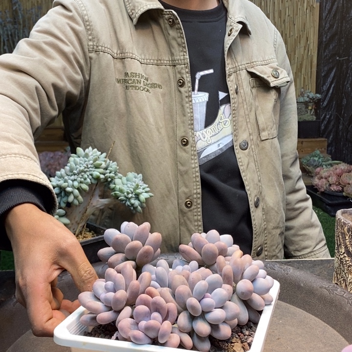 子***萱264号汤圆多肉植物