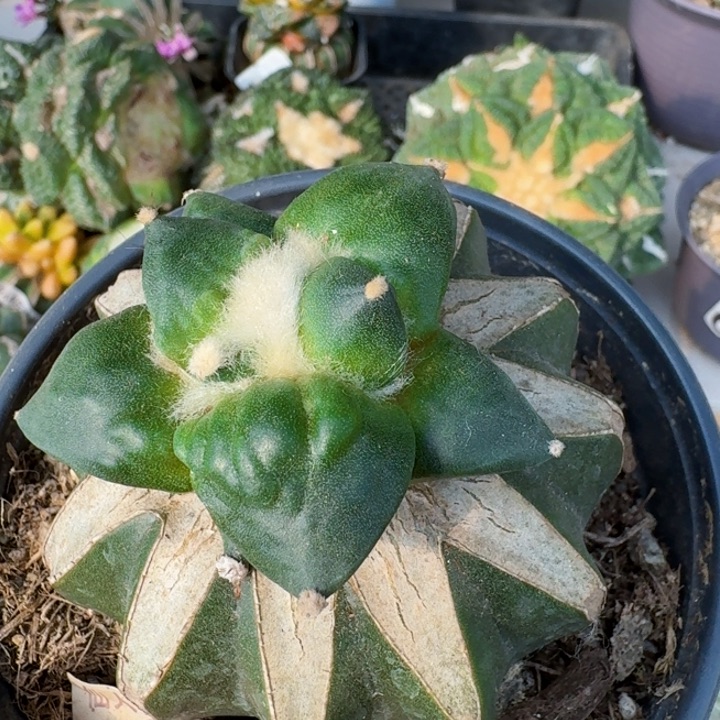 4165村主怒涛牡丹仙人球