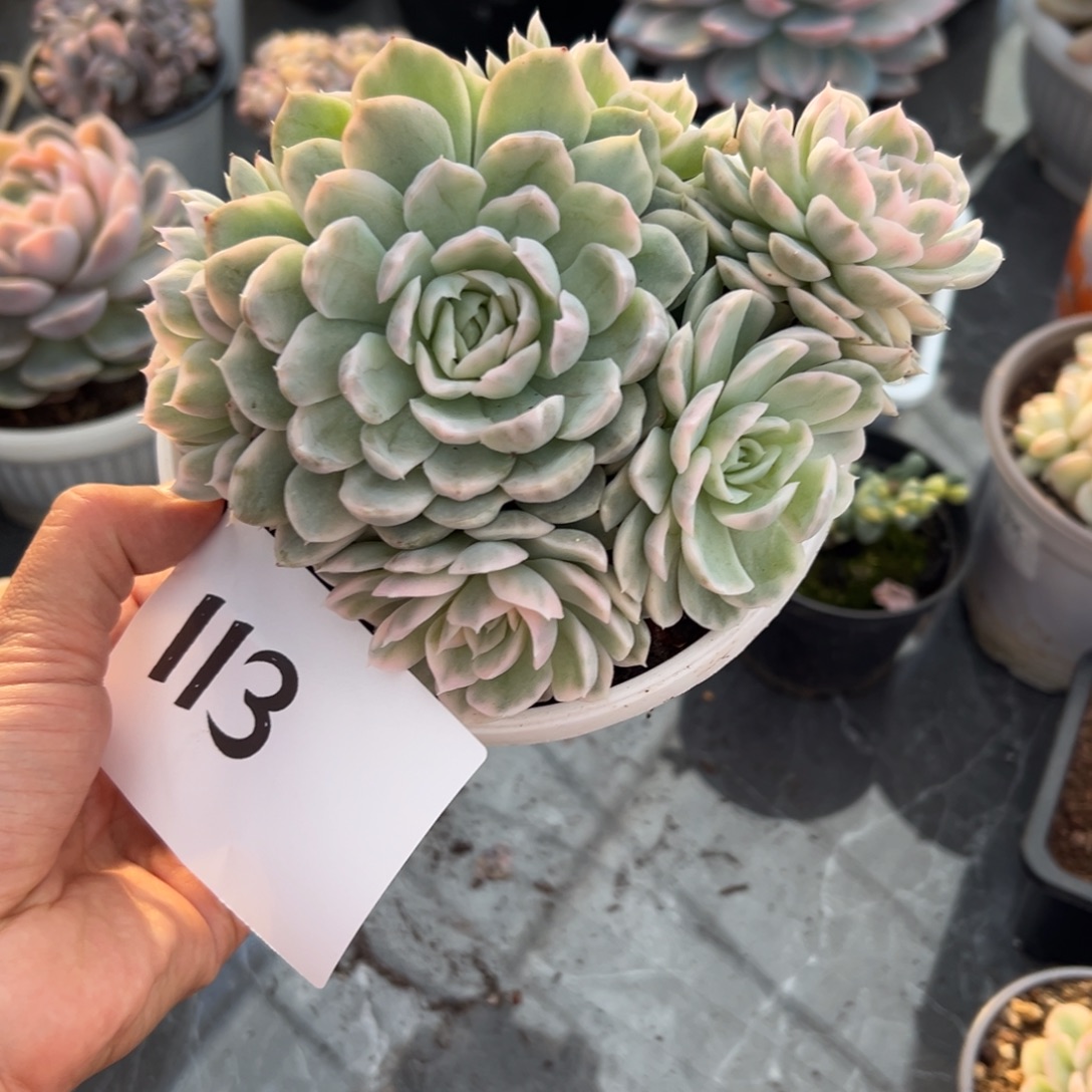 A***）113、不喜欢喜欢和差距好吃呢