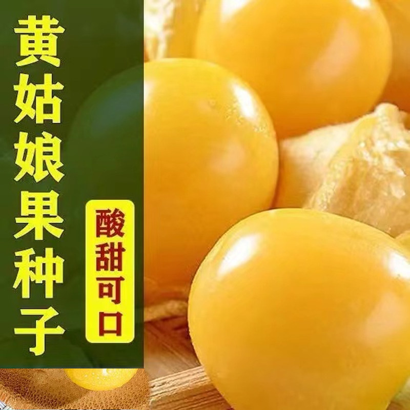 【黄菇娘果种子】洋姑娘水果甜菇娘果大菇娘子东北浆果水果蔬菜种子商品图