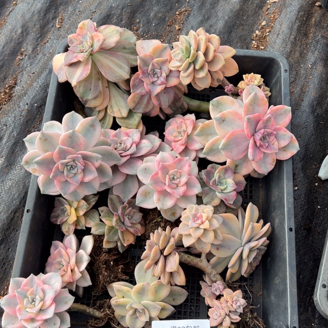 161紫乐锦老桩多肉植物